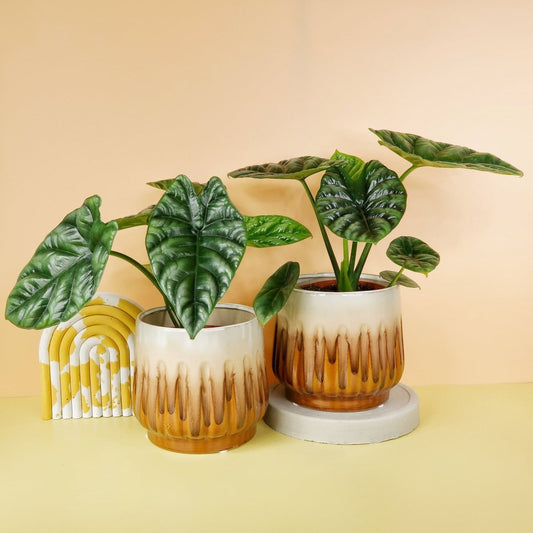 ALOCASIA SINUATA online bestellen bei potflourri