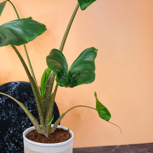 ALOCASIA STINGRAY online bestellen bei potflourri