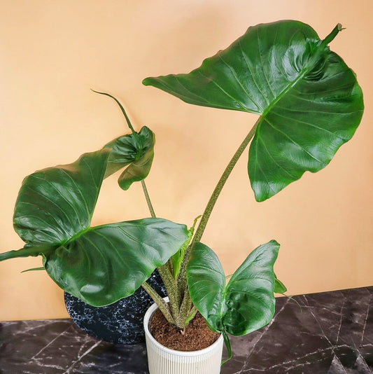 ALOCASIA STINGRAY online bestellen bei potflourri
