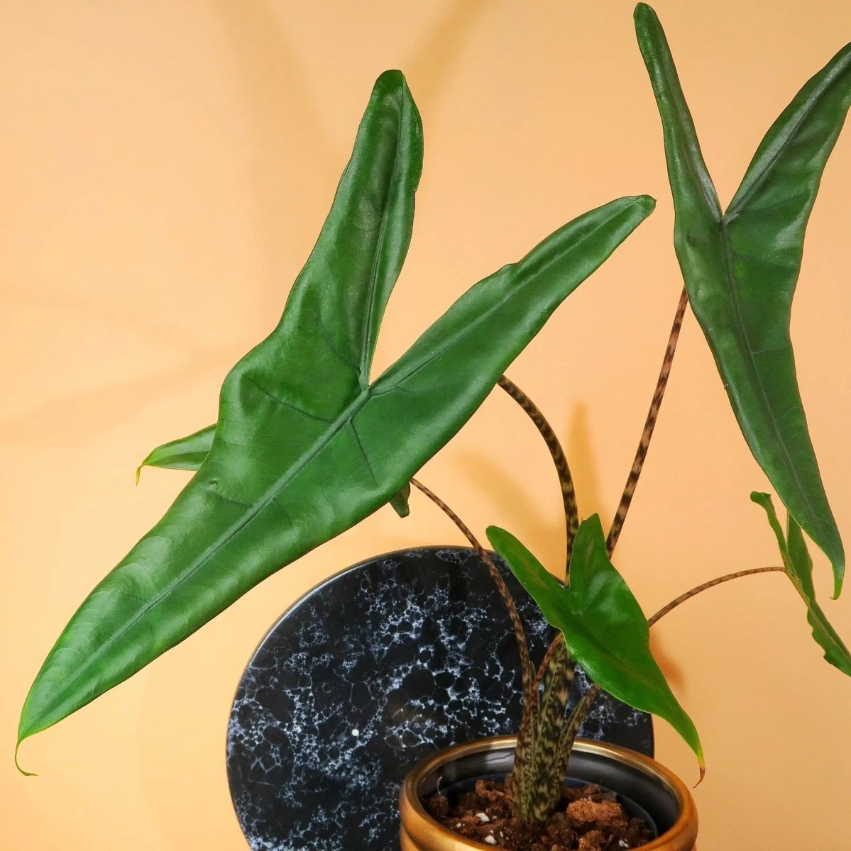 ALOCASIA TIGRINA online kaufen bei potflourri