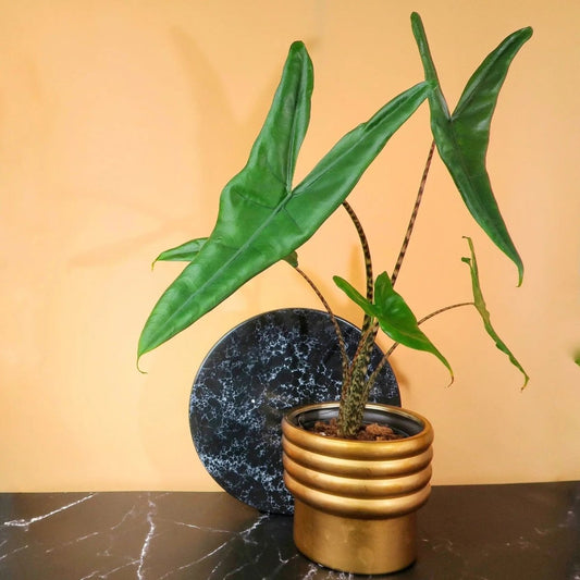 ALOCASIA TIGRINA online bestellen bei potflourri