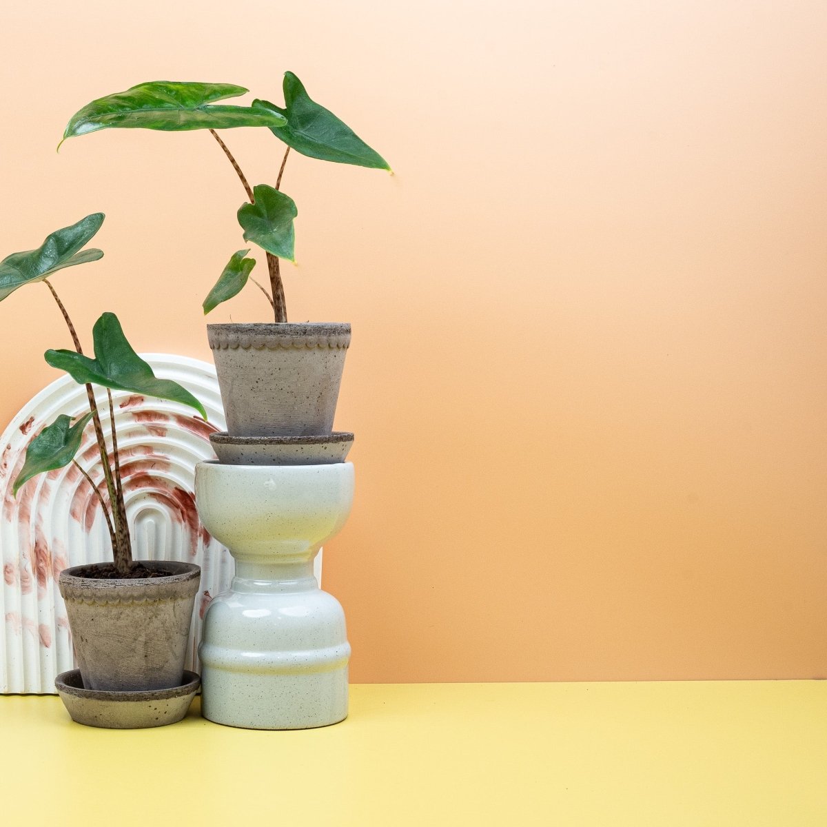 ALOCASIA TIGRINA online bestellen bei potflourri