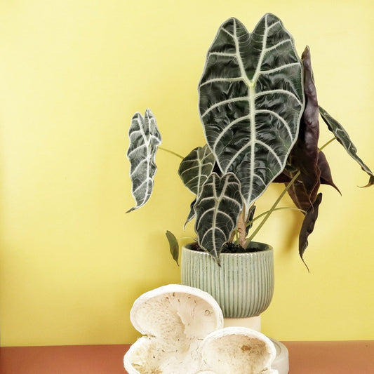 ALOCASIA WATSONIANA online bestellen bei potflourri