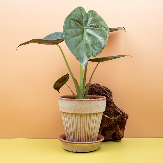 ALOCASIA WENTII online bestellen bei potflourri