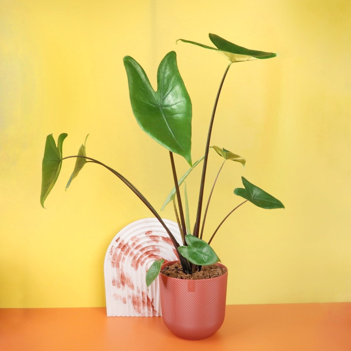 ALOCASIA ZEBRINA BLACK STEM online kaufen bei potflourri