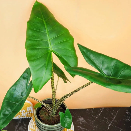 ALOCASIA ZEBRINA LITTLE online bestellen bei potflourri