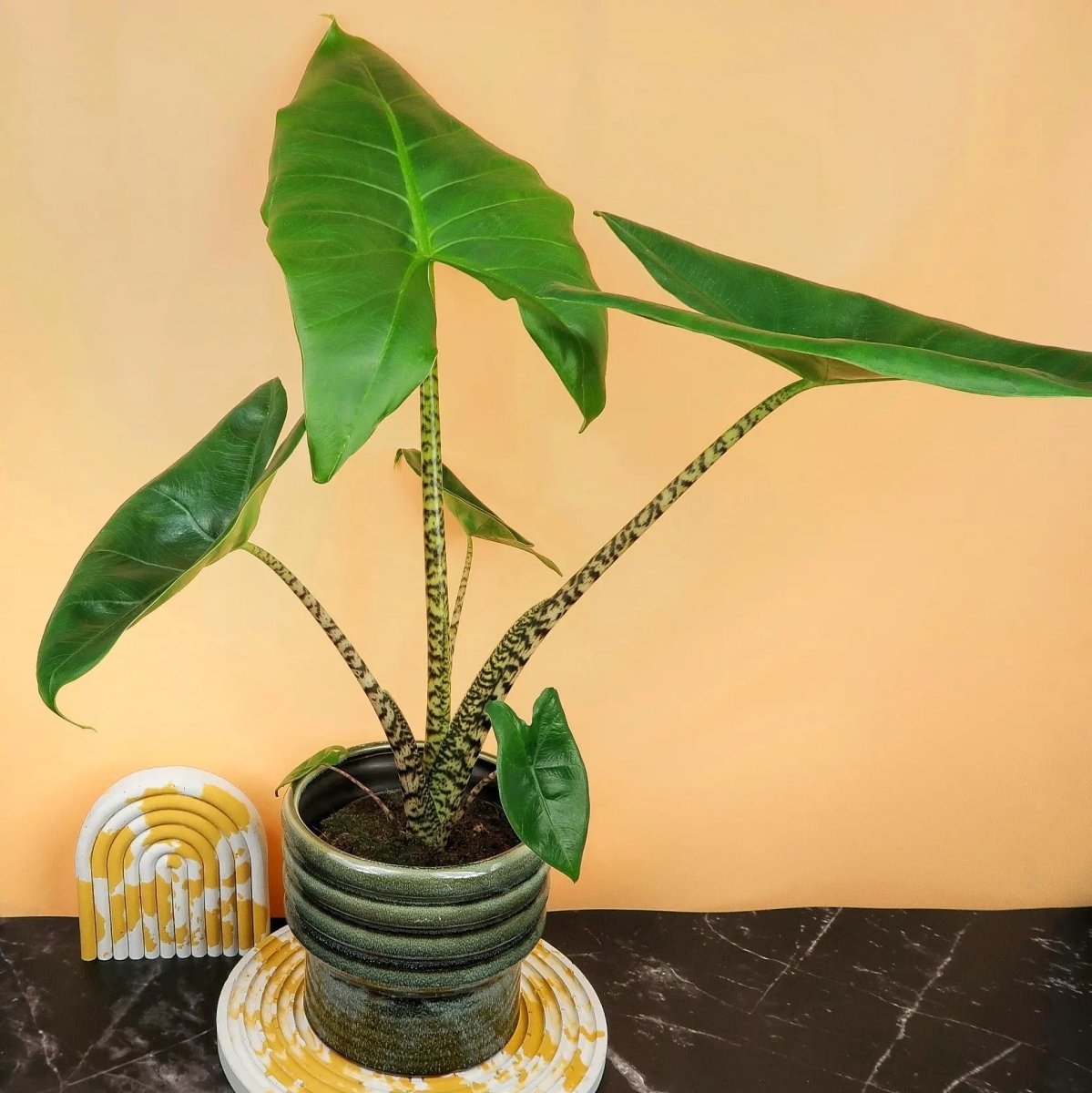 ALOCASIA ZEBRINA LITTLE online kaufen bei potflourri