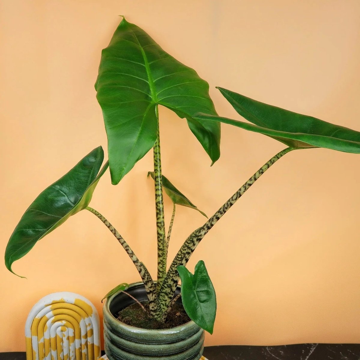 ALOCASIA ZEBRINA LITTLE online bestellen bei potflourri