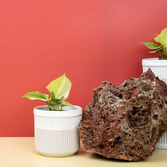 ANTHURIUM BONPLANDII VARIEGATA online bestellen bei potflourri