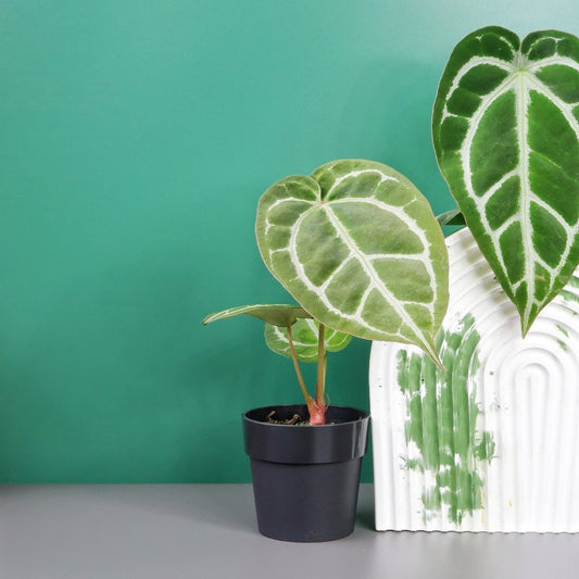 ANTHURIUM CHRYSTALLINUM X CLARINERVIUM online bestellen bei potflourri