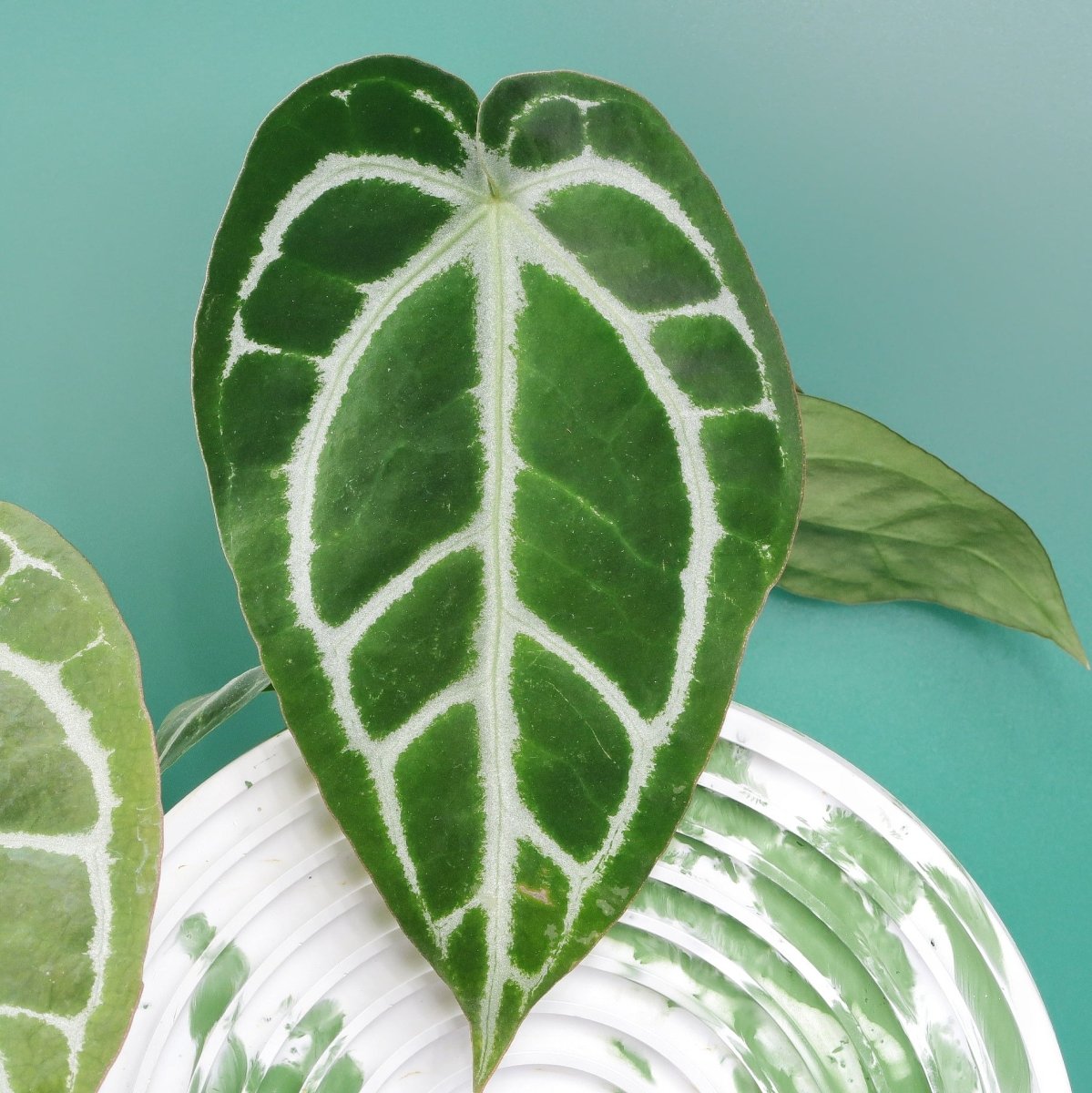 ANTHURIUM CHRYSTALLINUM X CLARINERVIUM online bestellen bei potflourri