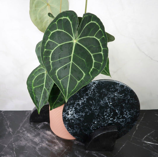 Anthurium Clarinervium – Zimmerpflanze mit weißen Blattadern – potflourri