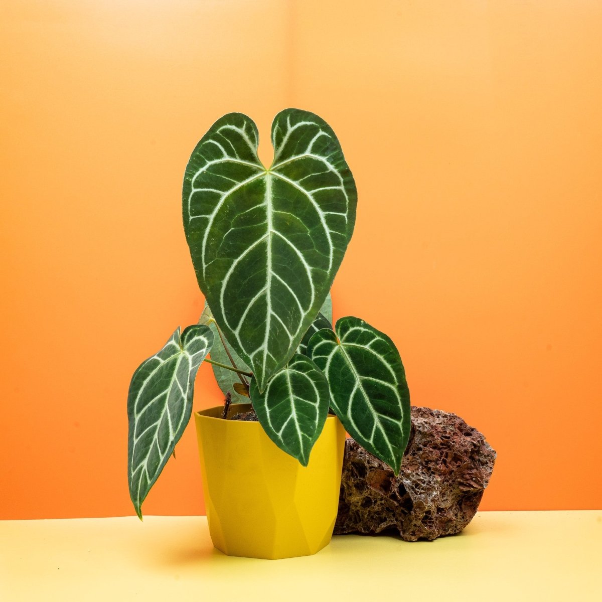 anthurium regale kaufen ANTHURIUM CRYSTALLINUM X REGALE kaufen bei potflourri