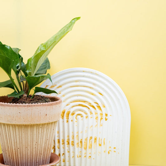 ANTHURIUM HOOKERI online bestellen bei potflourri