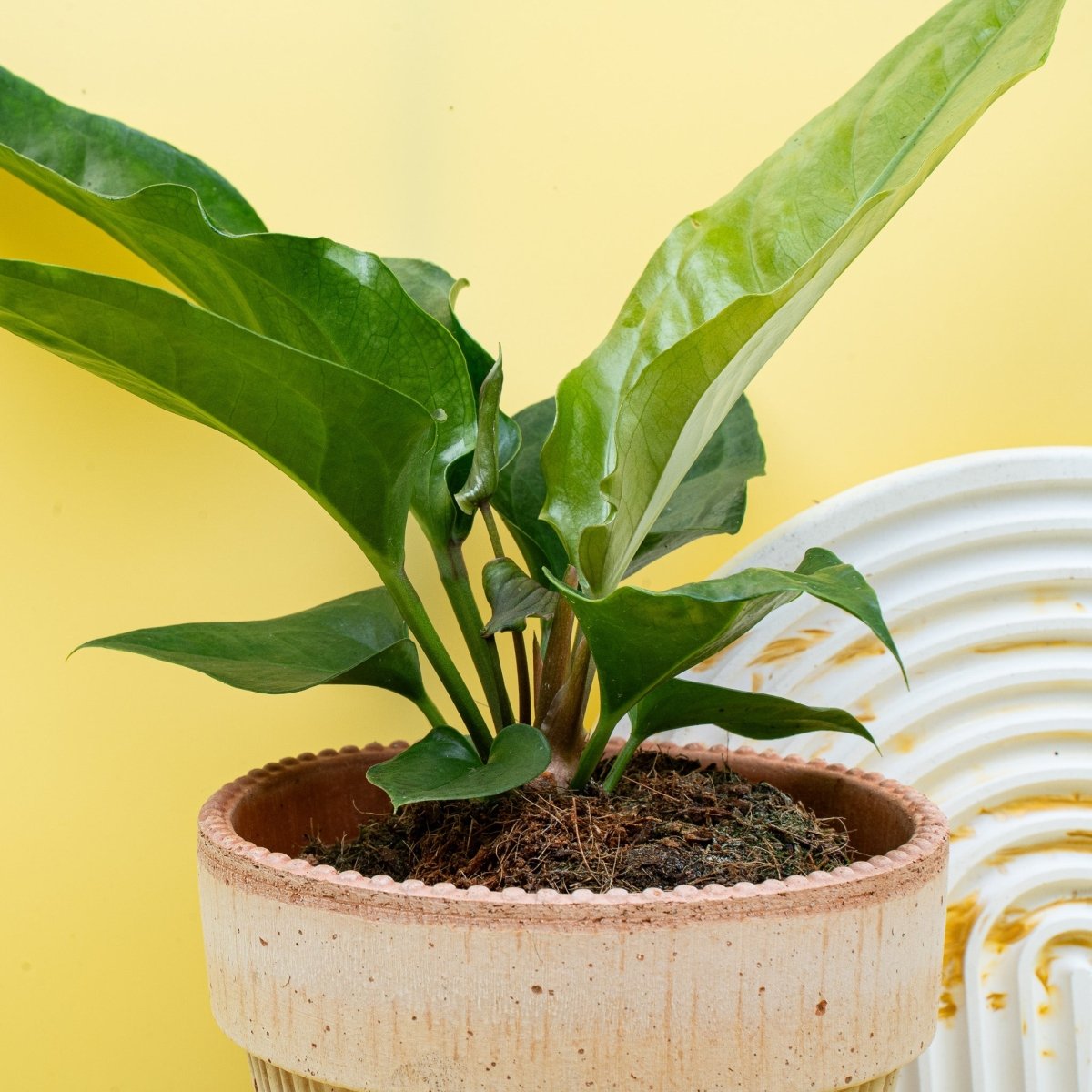 ANTHURIUM HOOKERI online bestellen bei potflourri