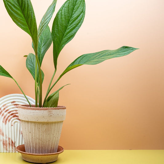 ANTHURIUM JUMANI online bestellen bei potflourri