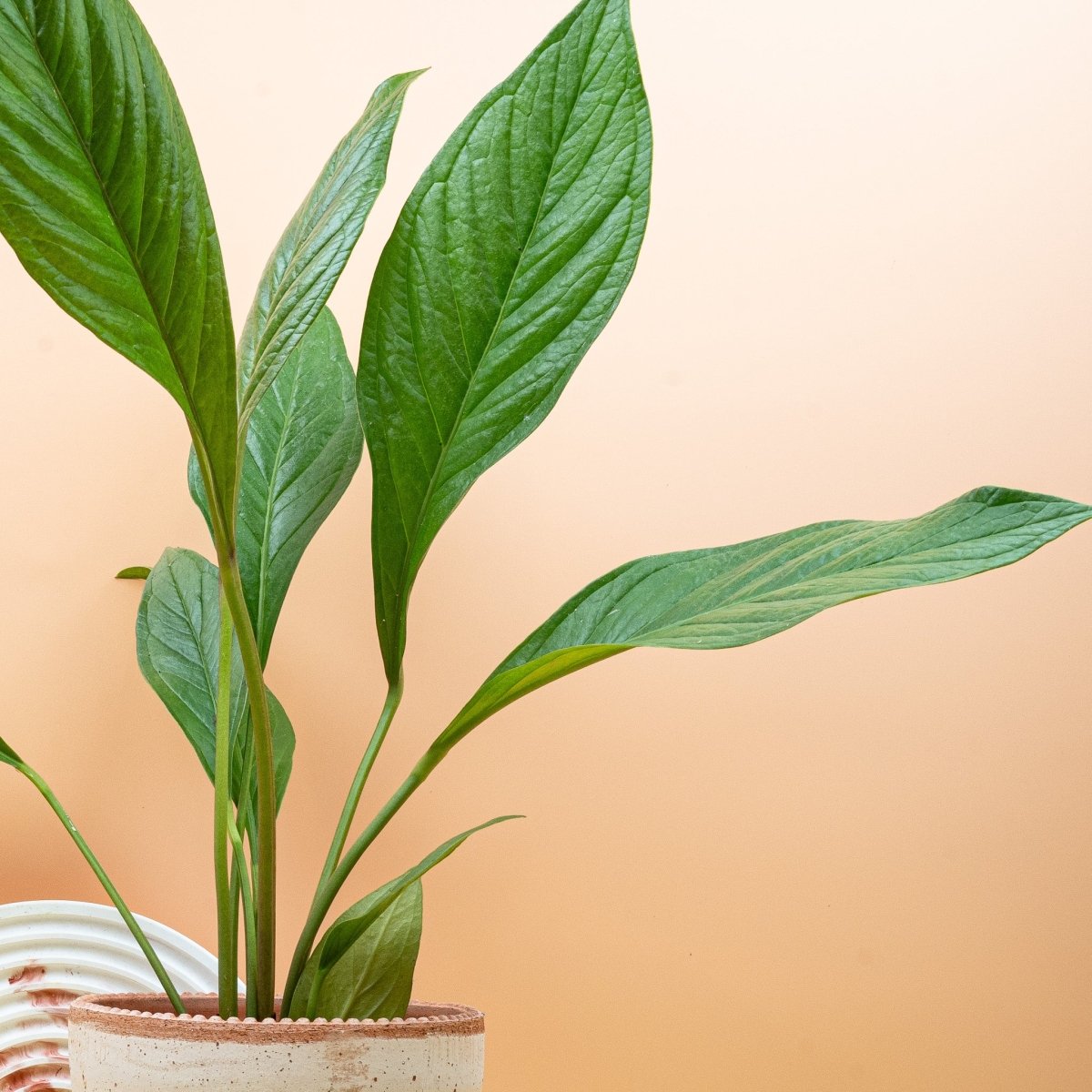 ANTHURIUM JUMANI online bestellen bei potflourri