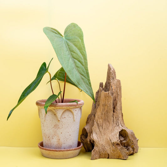 ANTHURIUM MAGNIFICUM X GIGI online bestellen bei potflourri