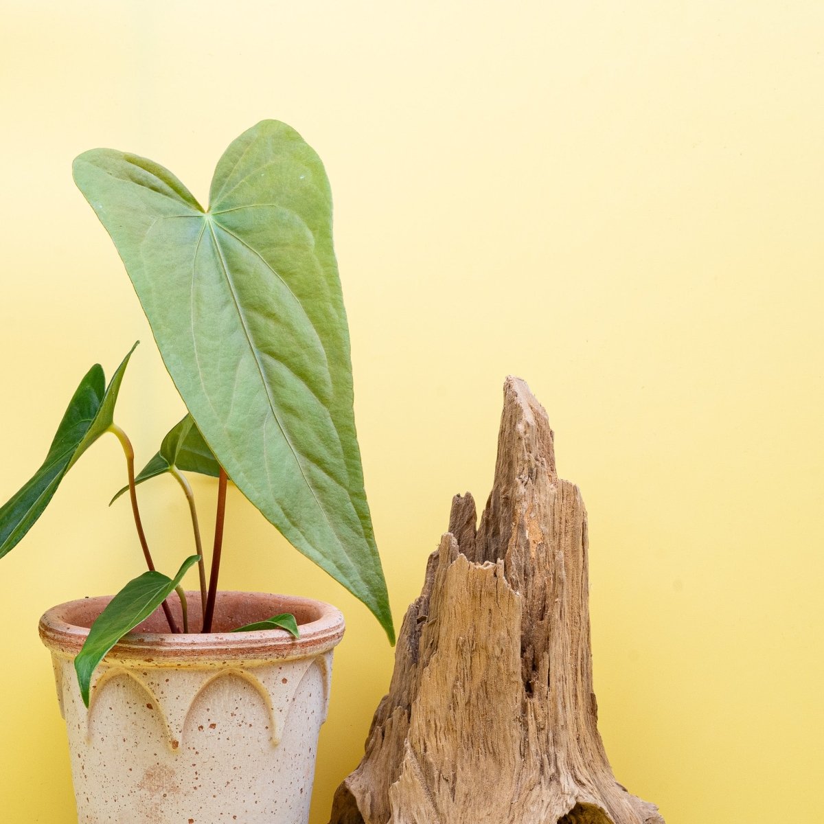 ANTHURIUM MAGNIFICUM X GIGI online bestellen bei potflourri