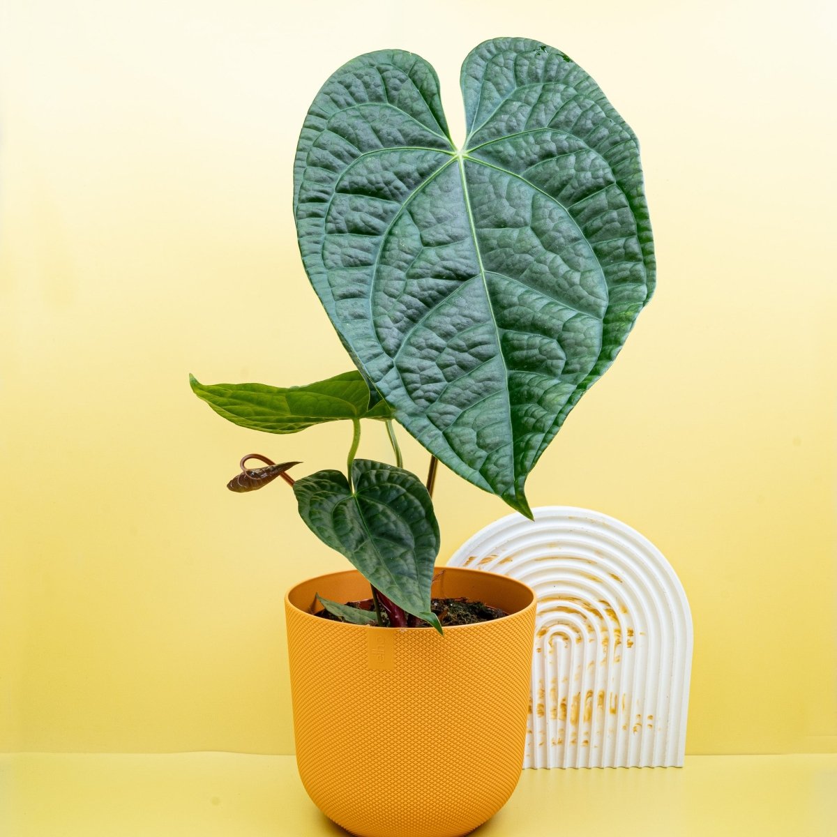 ANTHURIUM MAGNIFICUM X LUXURIANS online bestellen bei potflourri