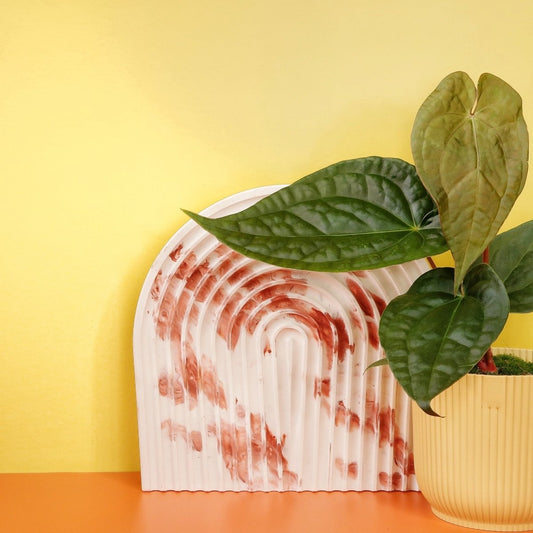 ANTHURIUM MAGNIFICUM X LUXURIANS online bestellen bei potflourri