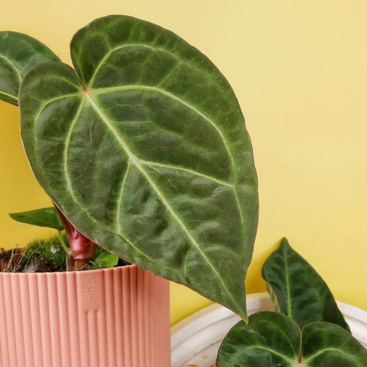 ANTHURIUM MAGNIFICUM X REGALE online bestellen bei potflourri