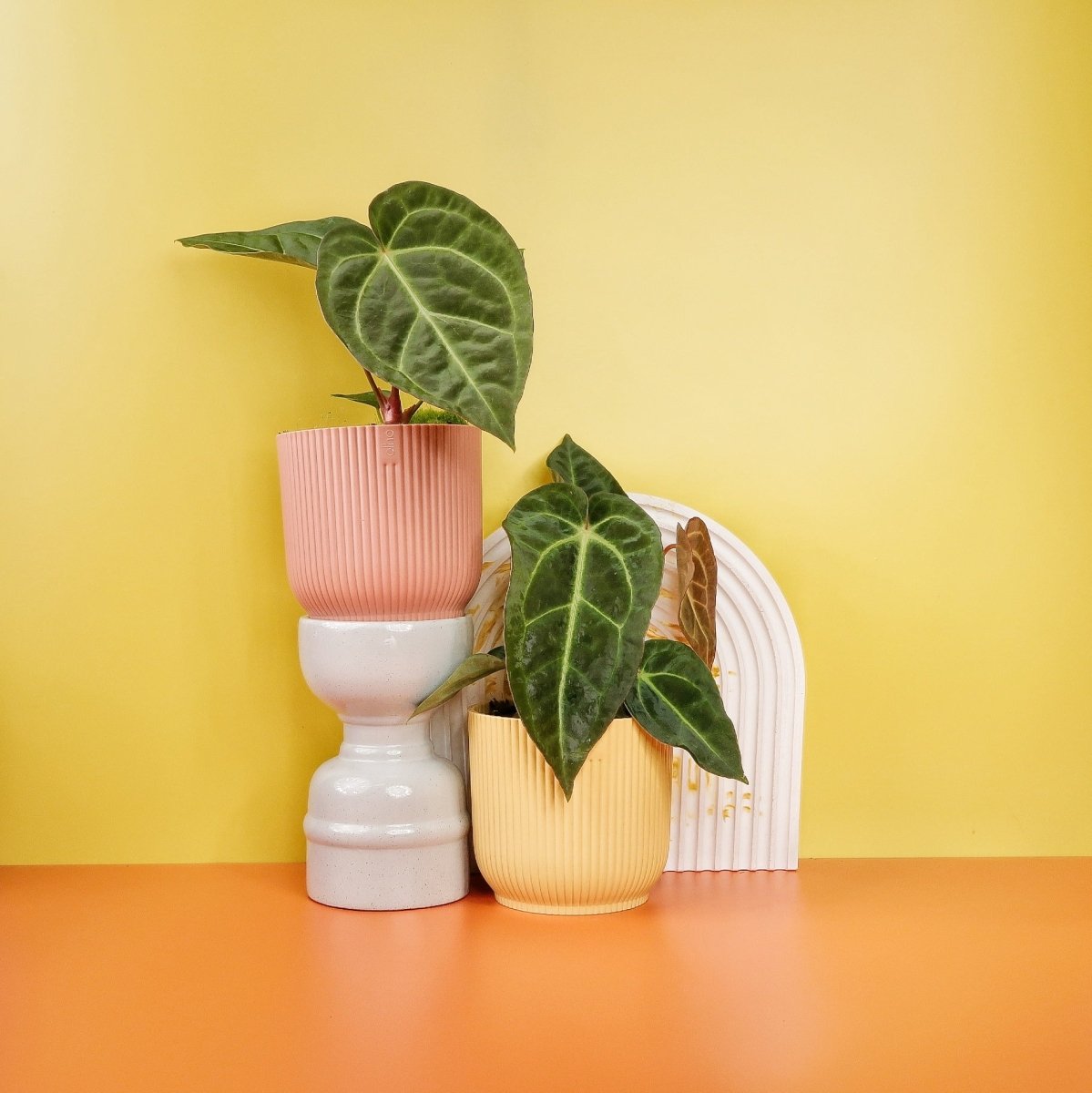 ANTHURIUM MAGNIFICUM X REGALE online kaufen bei potflourri