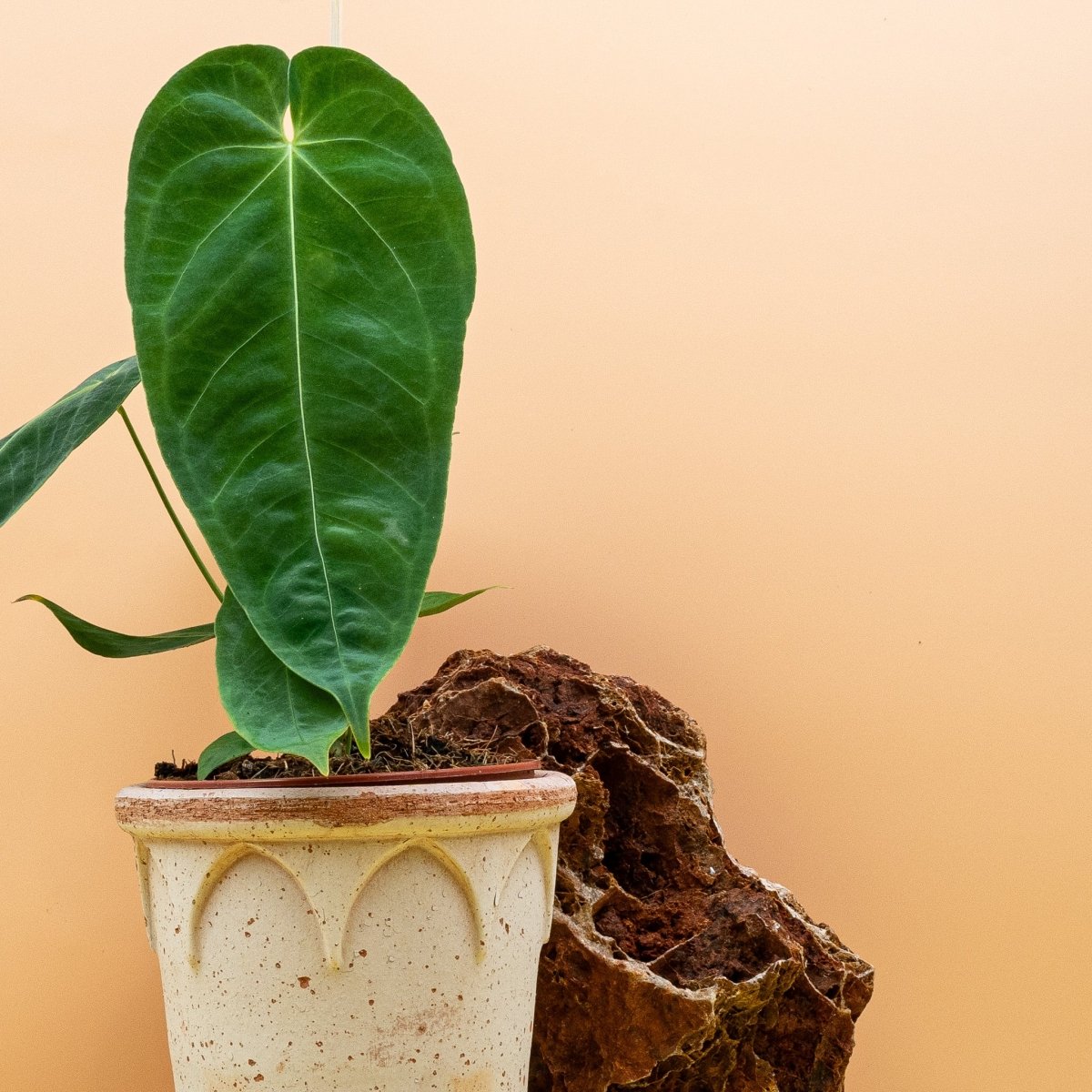 ANTHURIUM QUEREMALENSE online bestellen bei potflourri