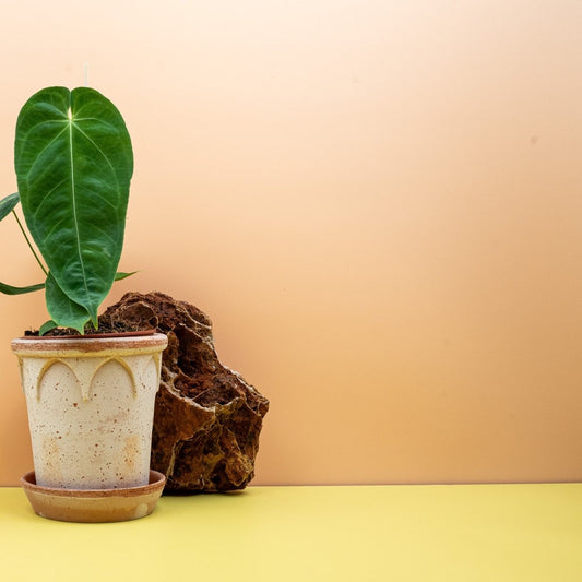 ANTHURIUM QUEREMALENSE online bestellen bei potflourri