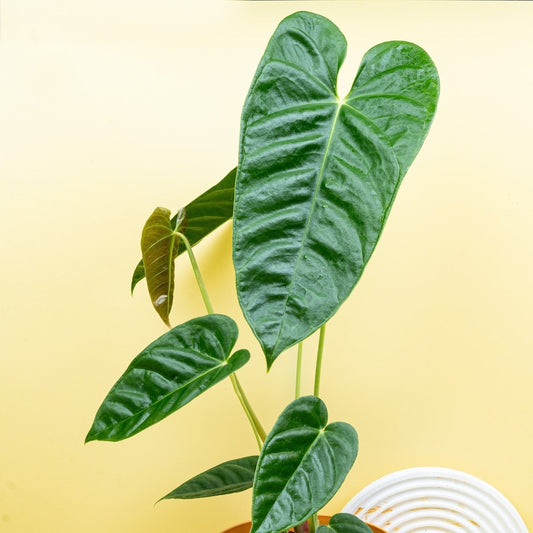 ANTHURIUM RECAVUM online bestellen bei potflourri