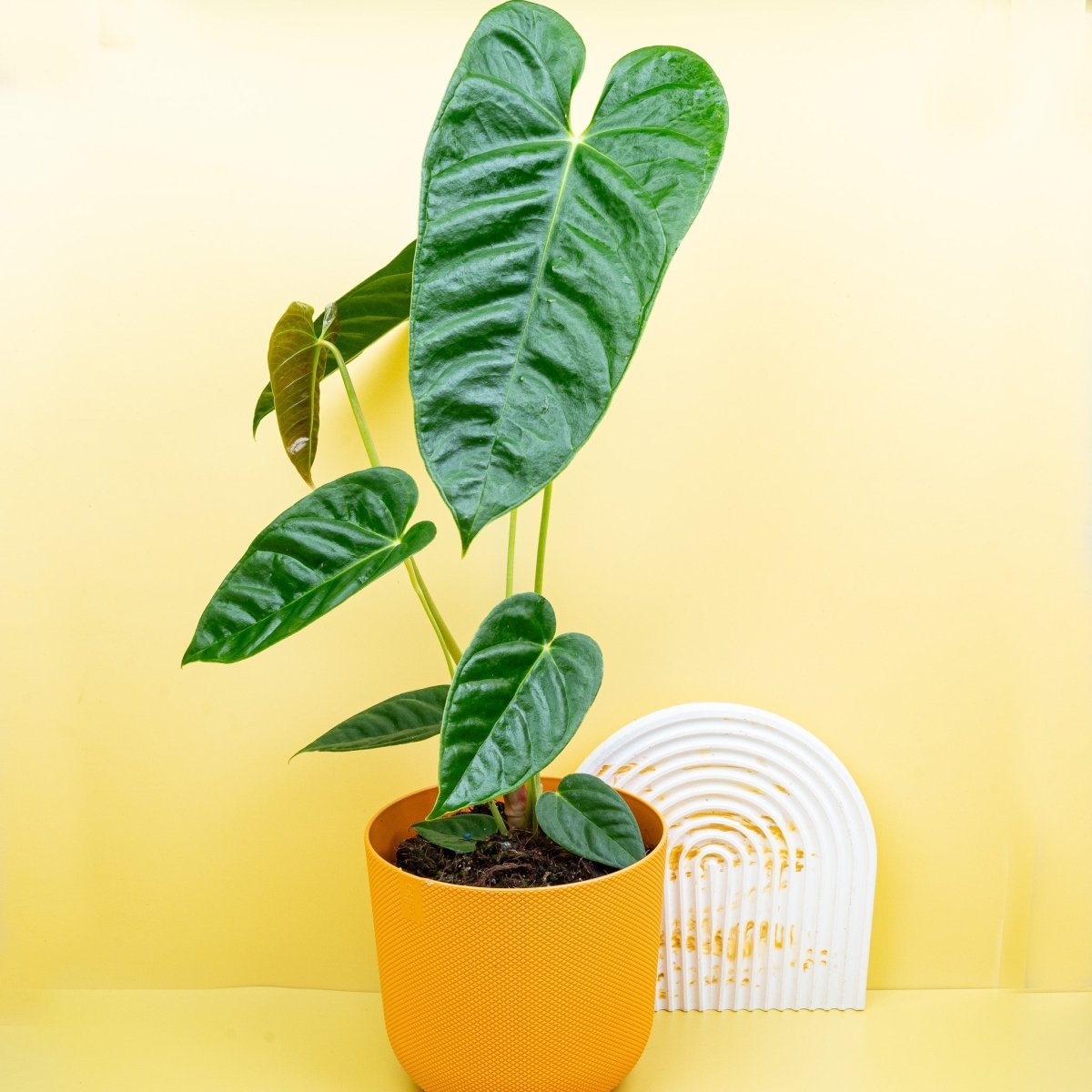 191 recavum レカバム　 アンスリウム　Anthurium ANTHURIUM RECAVUM kaufen bei potflourri