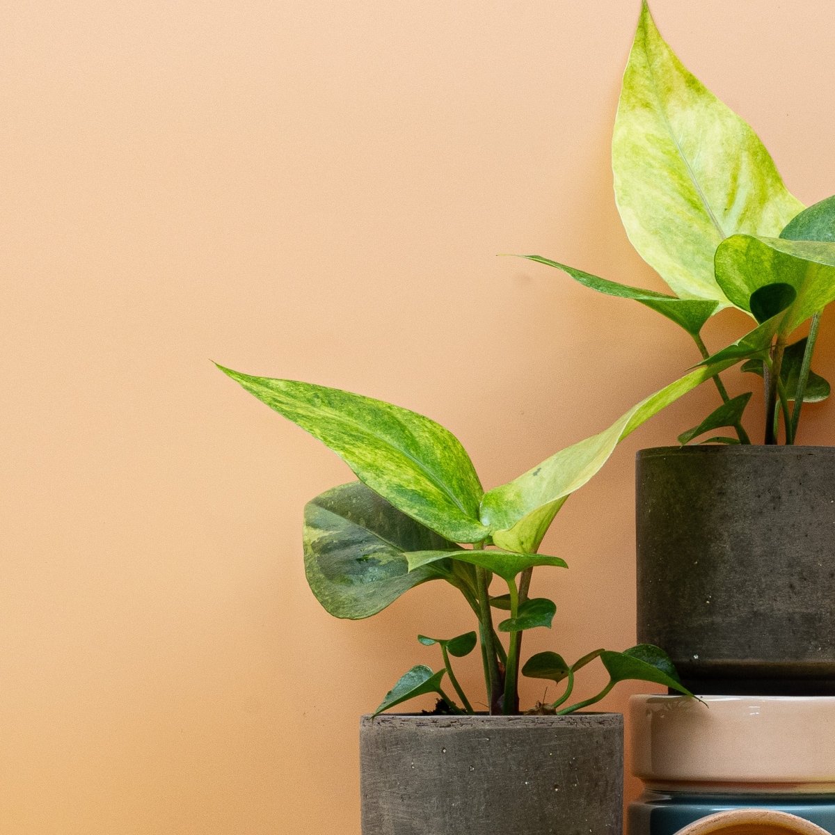 ANTHURIUM RENAISSANCE VARIEGATA online bestellen bei potflourri