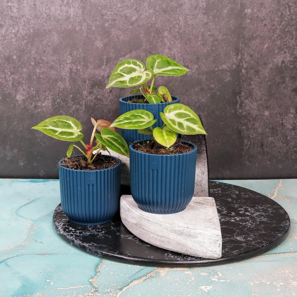 ANTHURIUM SILVER BLUSH online kaufen bei potflourri