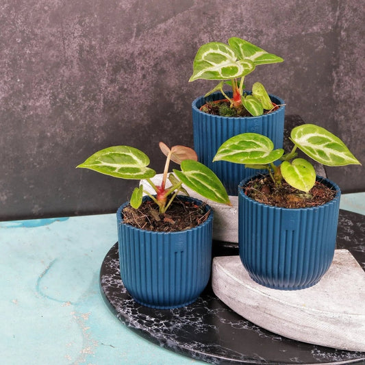Anthurium Silver Blush – Zimmerpflanze mit perlgrauen Blättern – potflourri