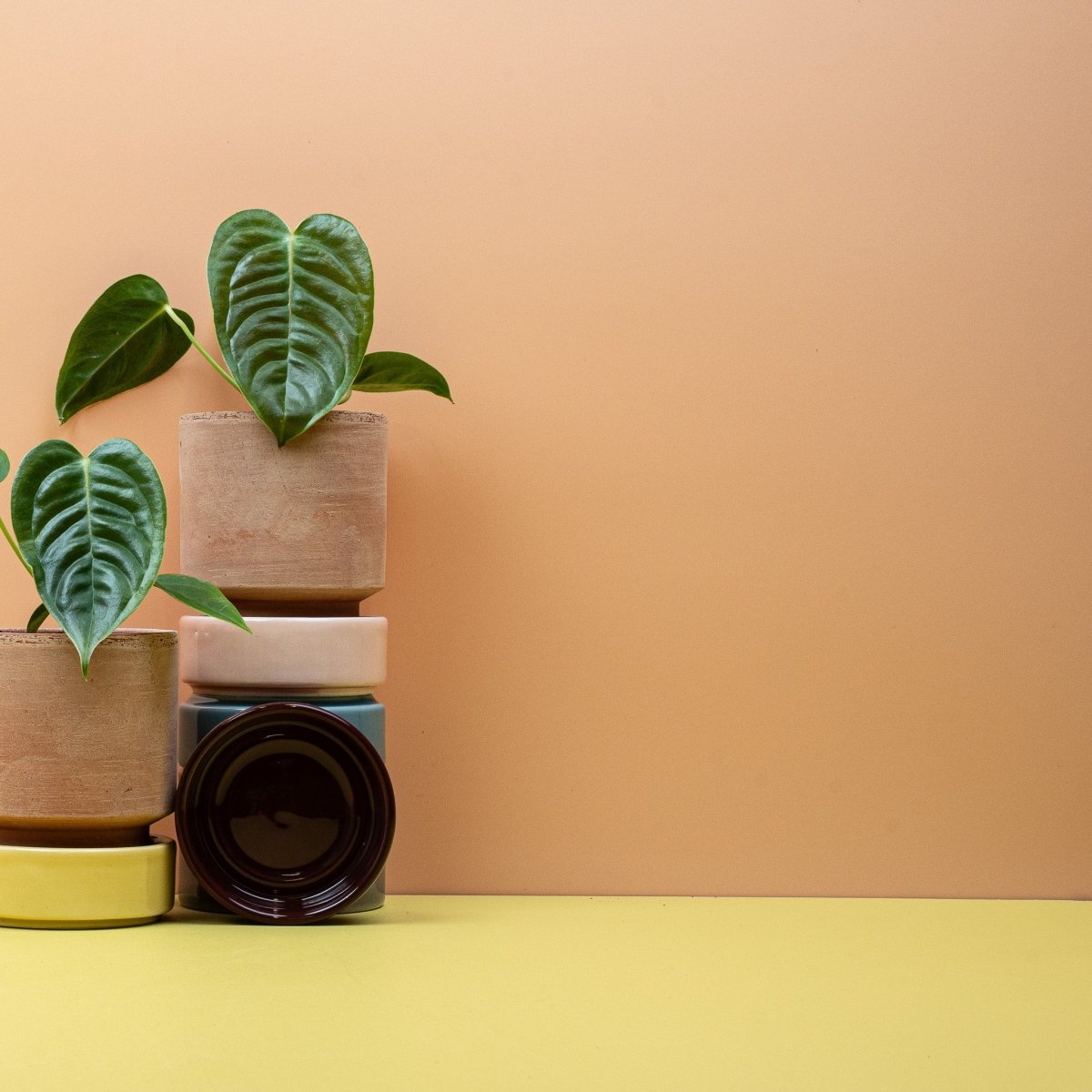 ANTHURIUM VEITCHII online bestellen bei potflourri