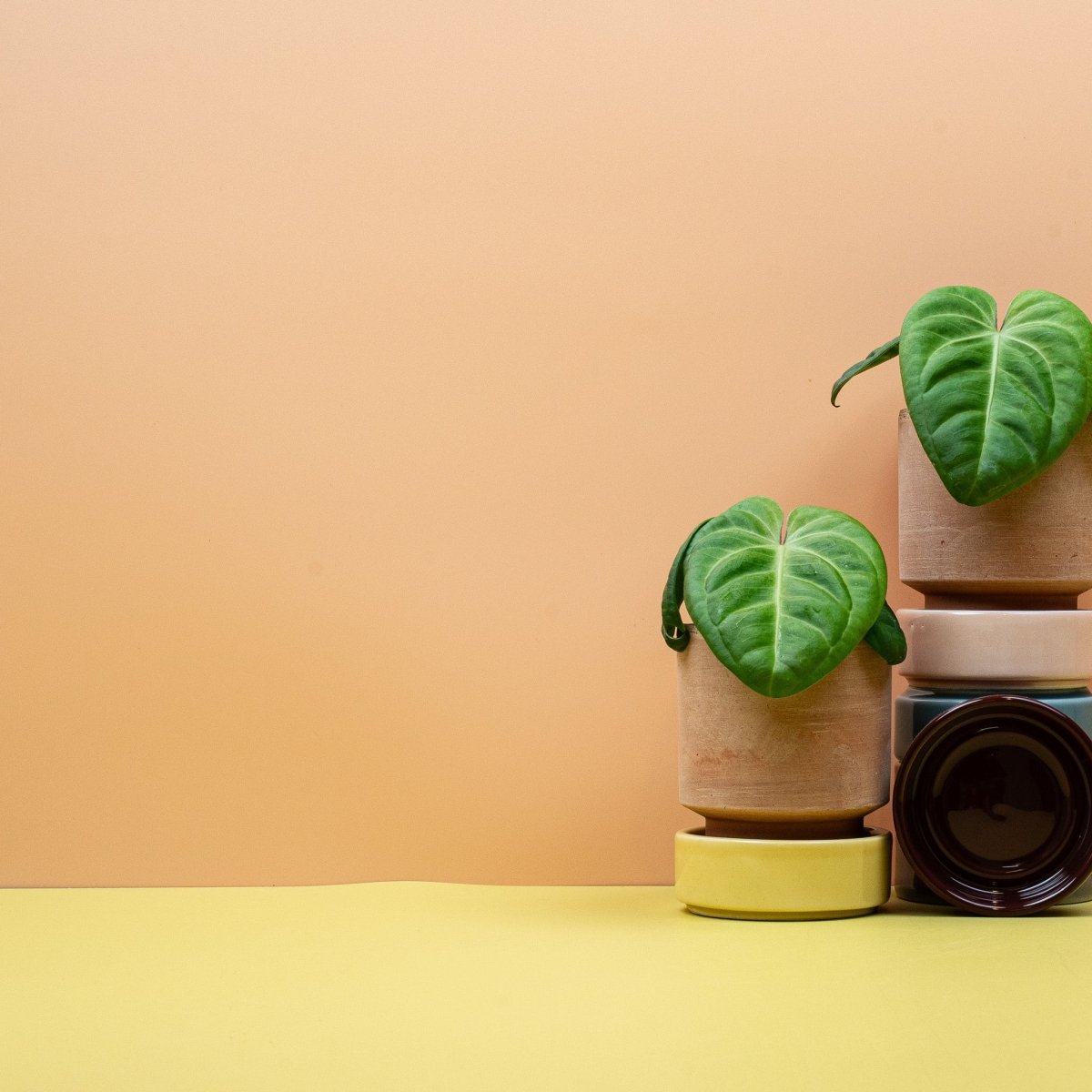 ANTHURIUM VILLENAORUM online bestellen bei potflourri