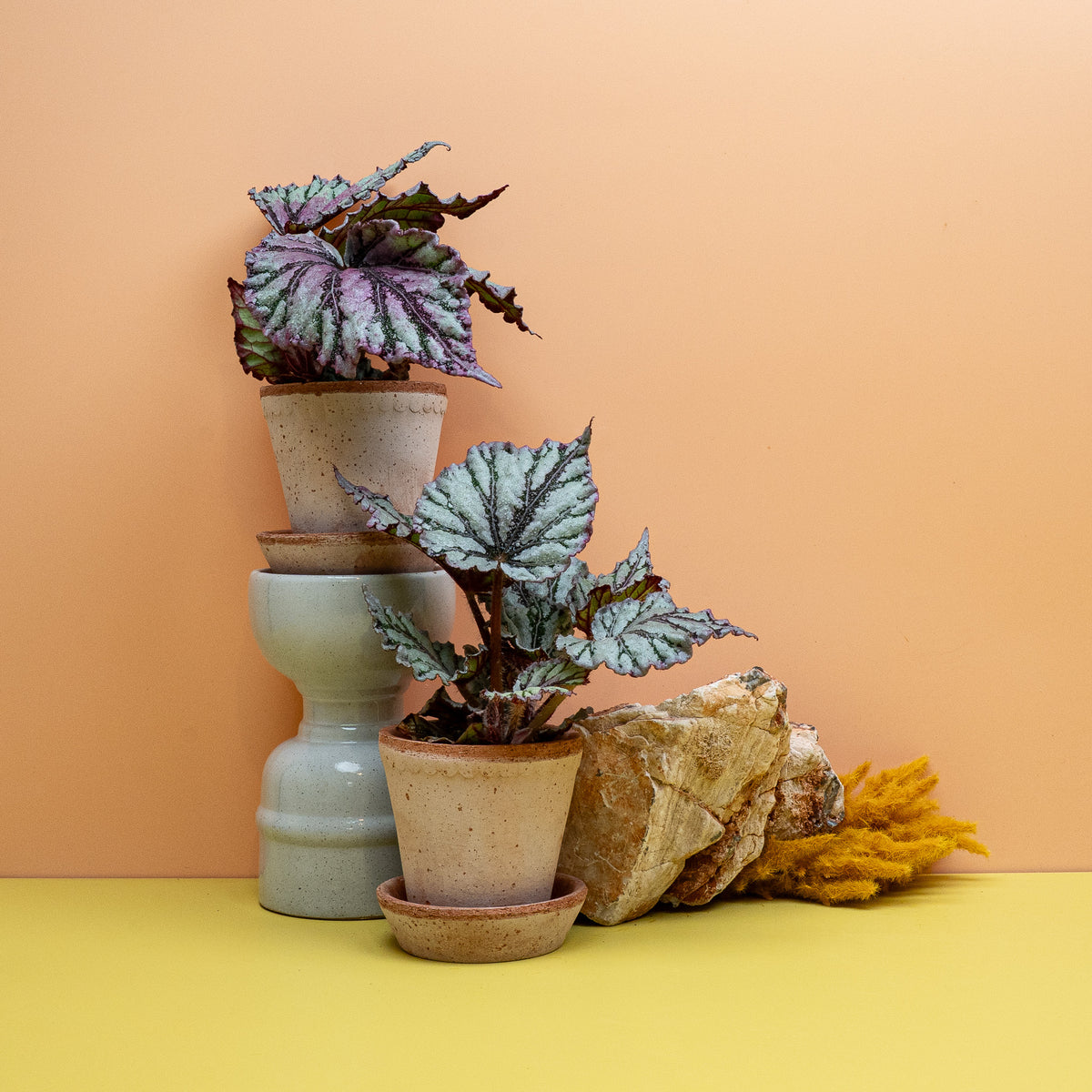 Begonia Rex Dew Drop Größe XS, rosa schimmernde Blattschmuck-Begonie
