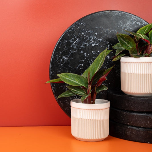 CALATHEA MAGIC STAR online bestellen bei potflourri