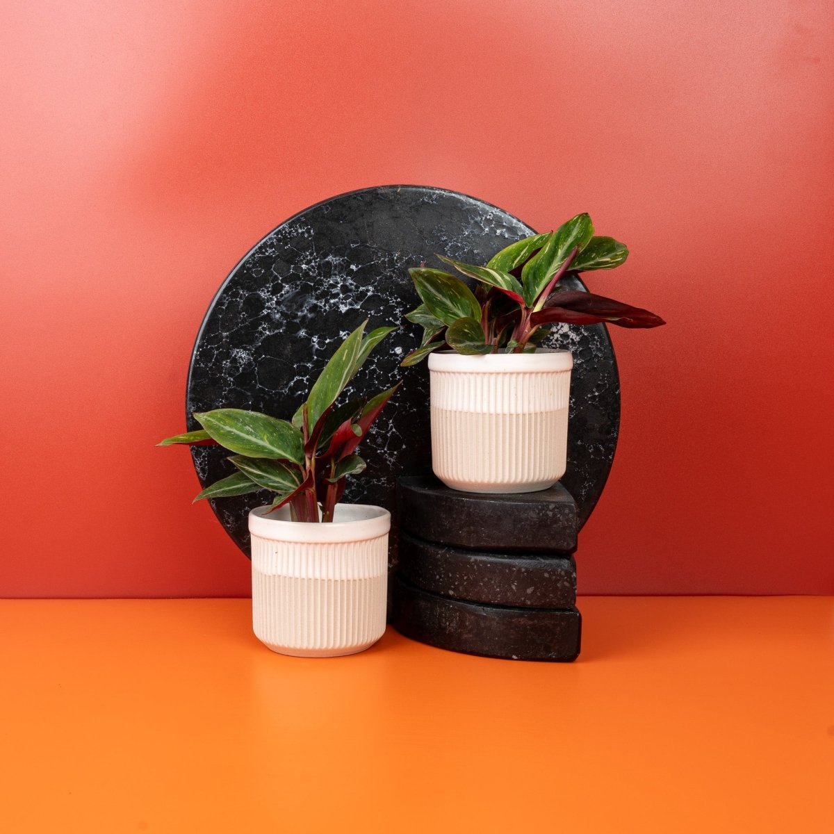 CALATHEA MAGIC STAR online kaufen bei potflourri