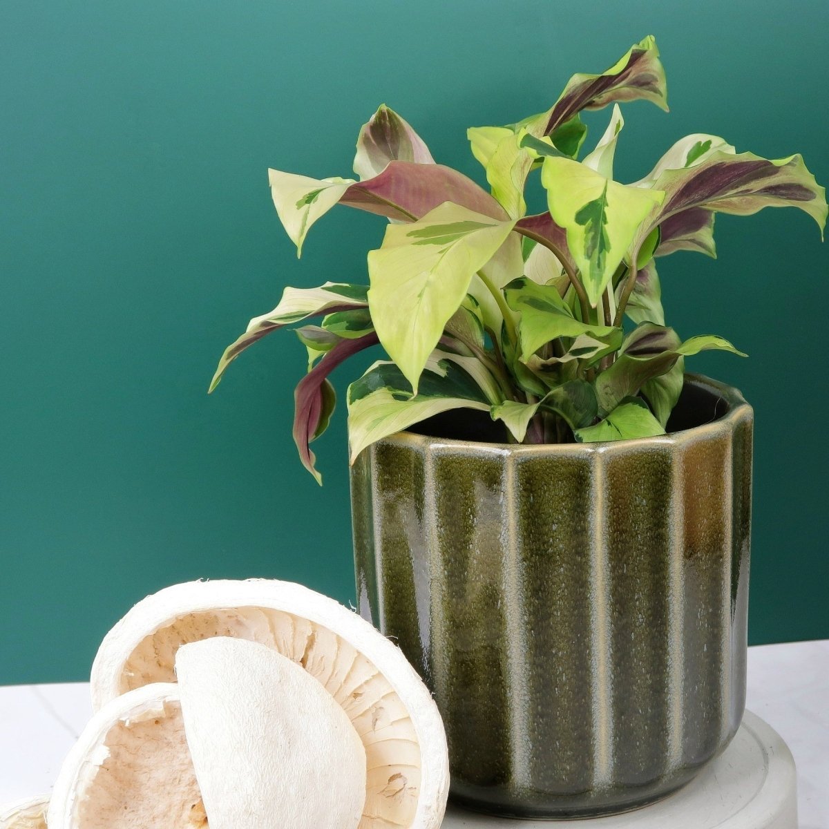CALATHEA YELLOW FUSION online bestellen bei potflourri