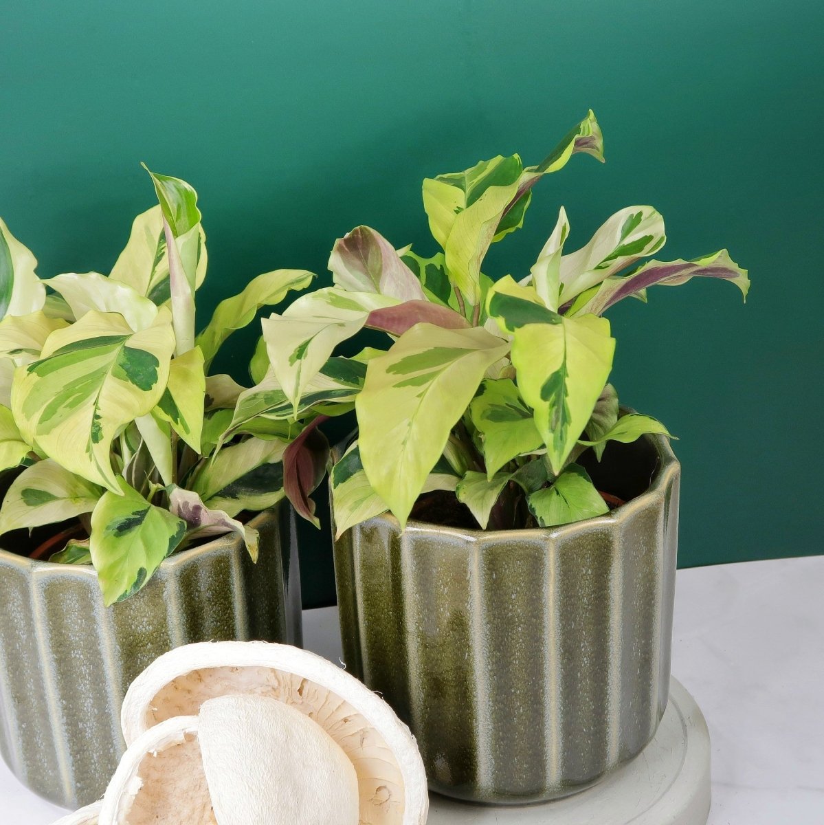 CALATHEA YELLOW FUSION online bestellen bei potflourri