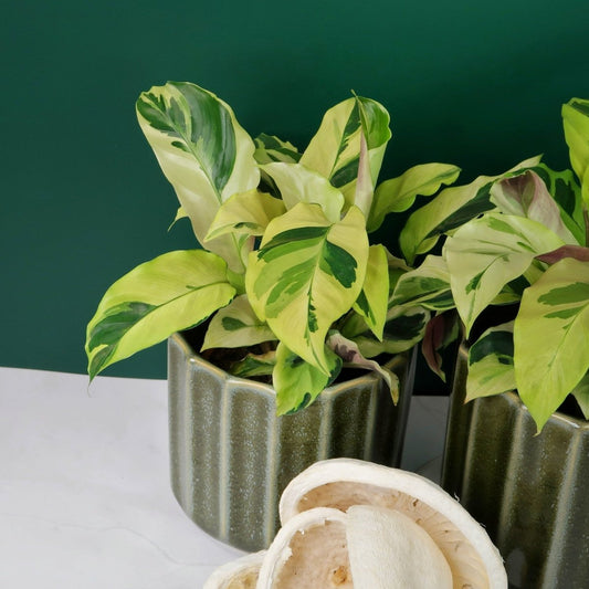 CALATHEA YELLOW FUSION online bestellen bei potflourri