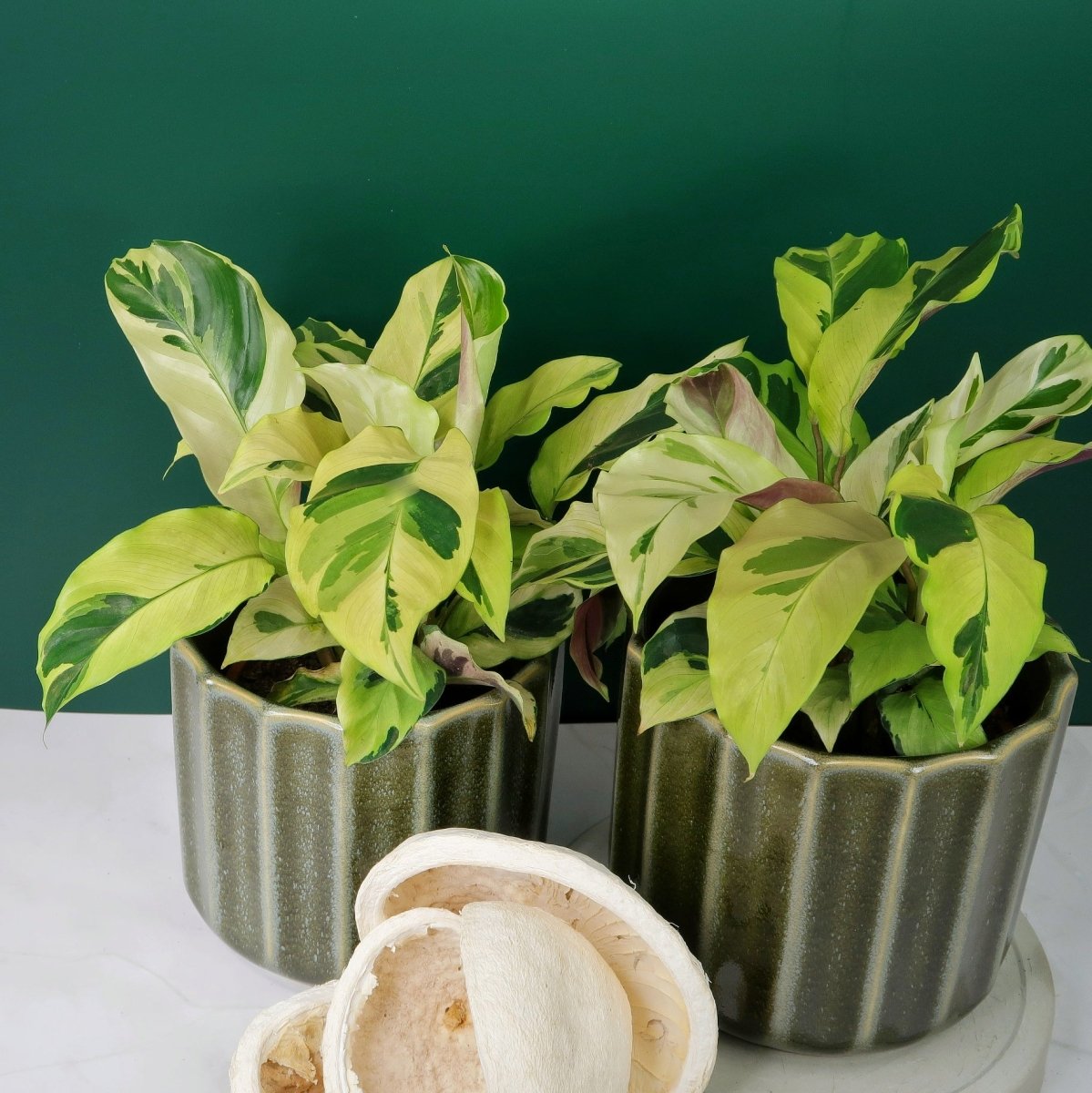 CALATHEA YELLOW FUSION online bestellen bei potflourri