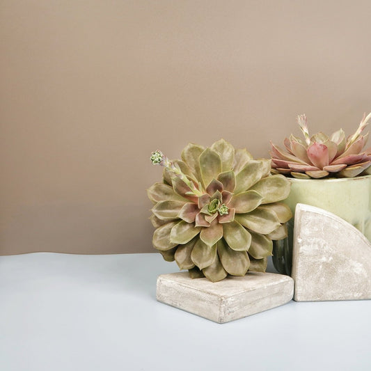 ECHEVERIA MINA online bestellen bei potflourri