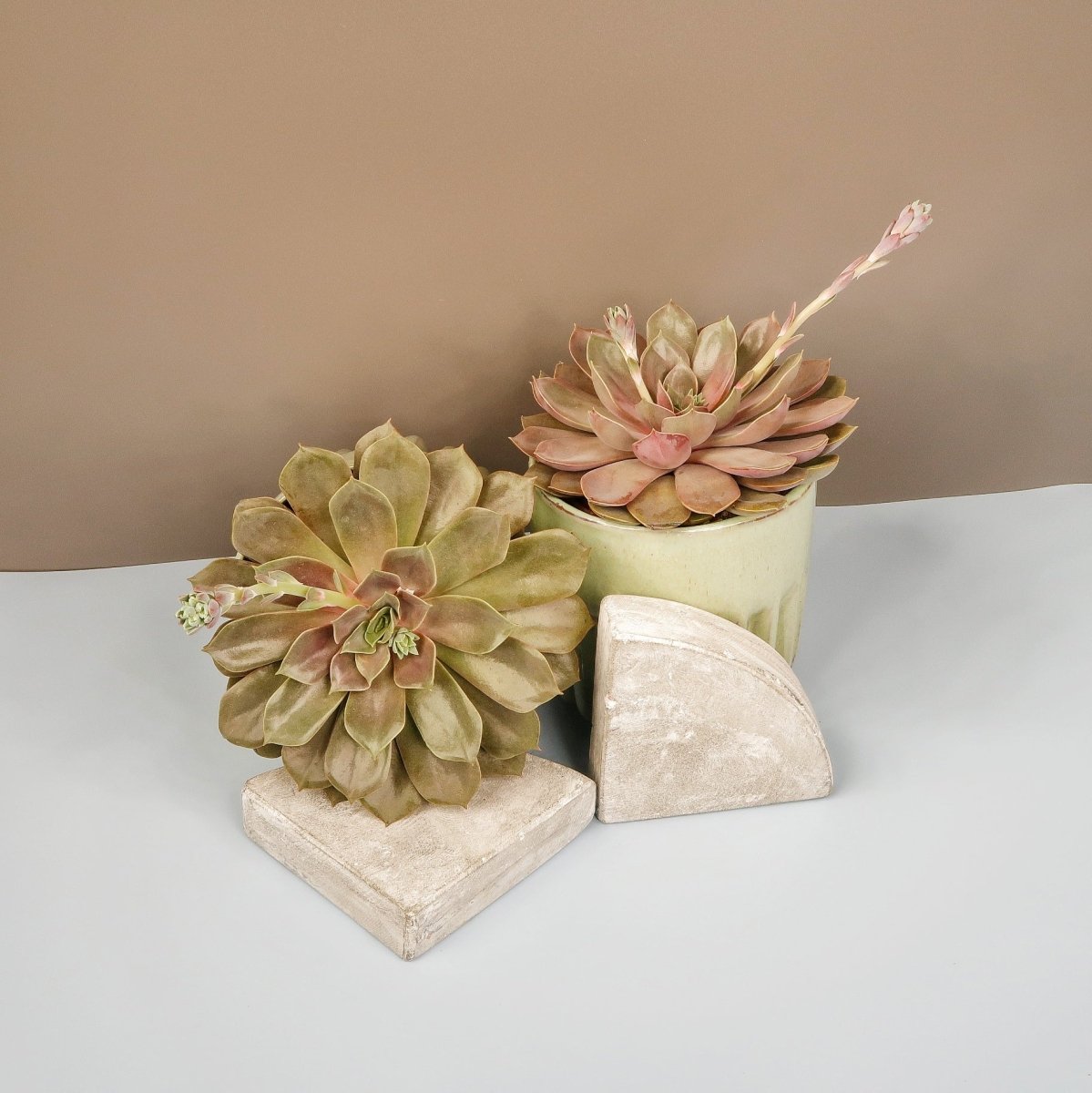 ECHEVERIA MINA online bestellen bei potflourri