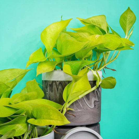 Epipremnum Golden Pothos – gelb-grüne Efeutute – potflourri