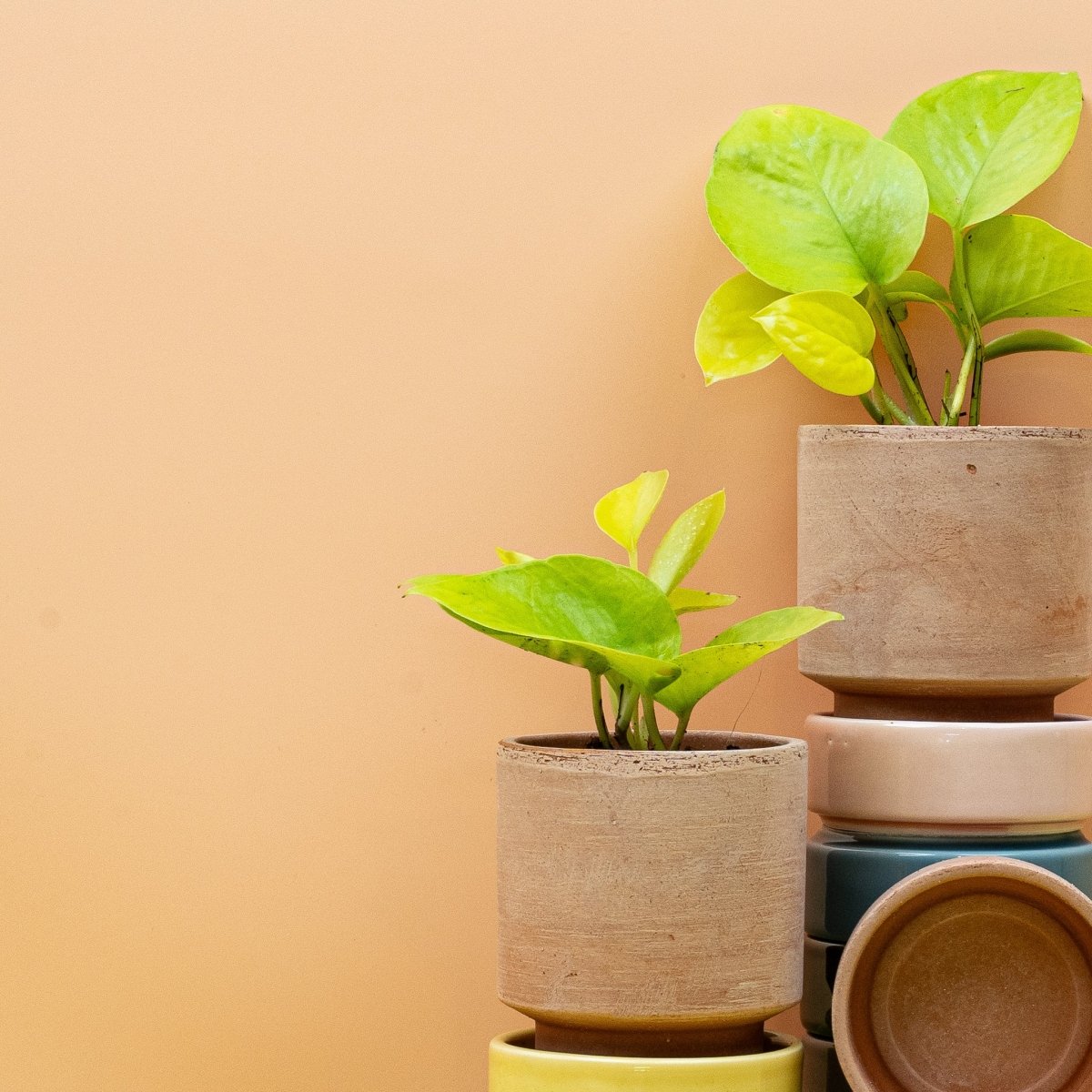 EPIPREMNUM GOLDEN PHOTOS online bestellen bei potflourri