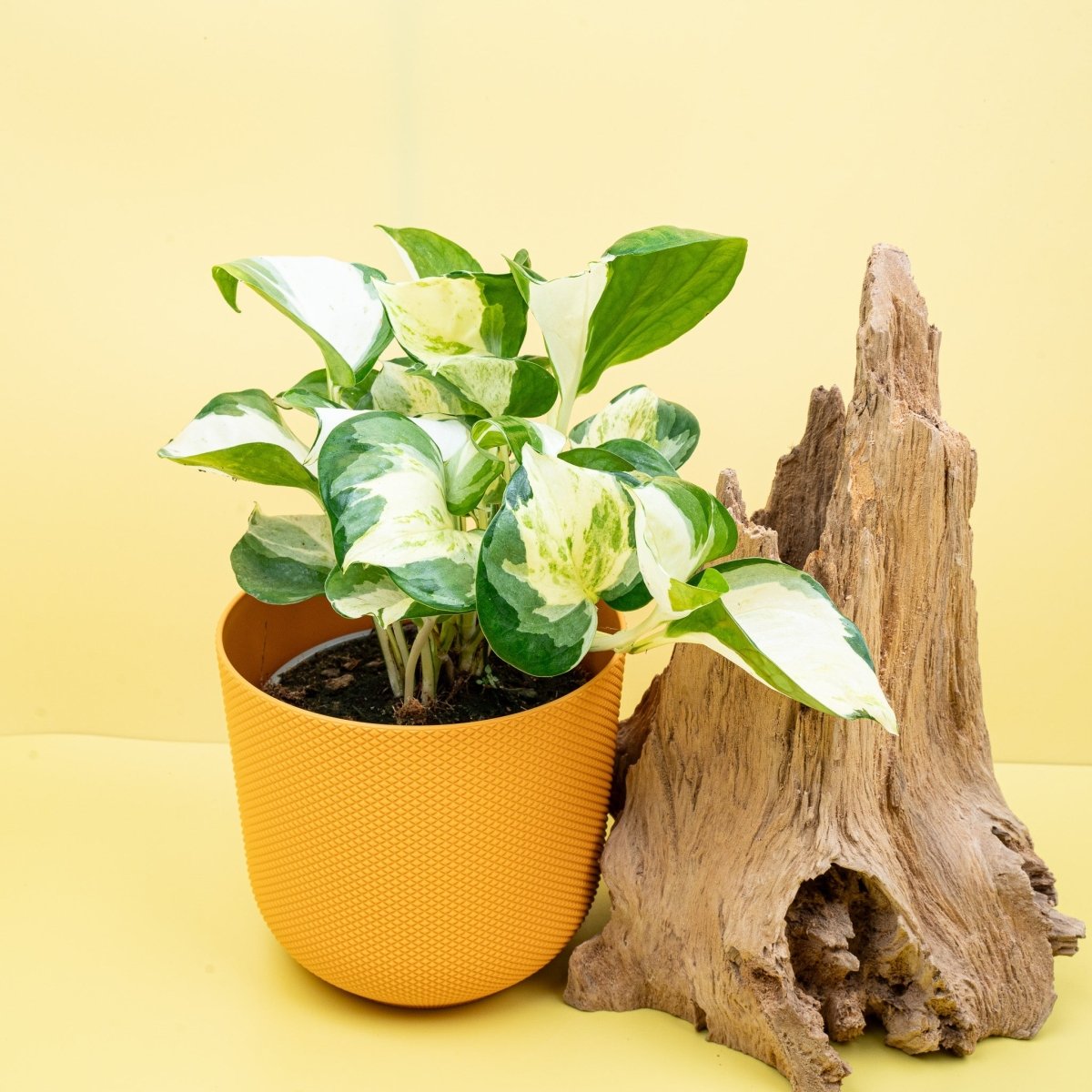 EPIPREMNUM MANJULA APPLE online bestellen bei potflourri