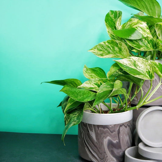 Epipremnum Marble Queen – panaschierte Zimmerpflanze – potflourri