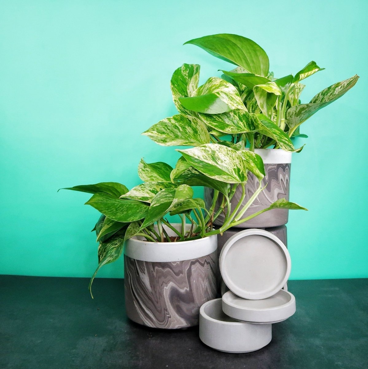 EPIPREMNUM MARBLE QUEEN online kaufen bei potflourri